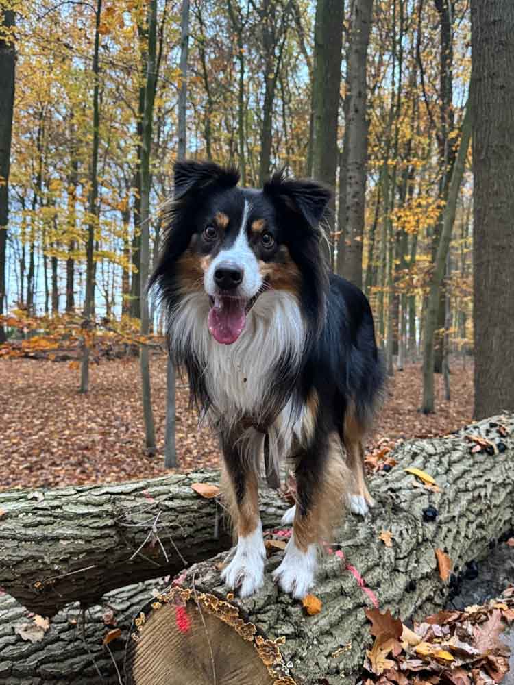 Testimonial BARF-Concept Artgerechte Ernährung für Hunde