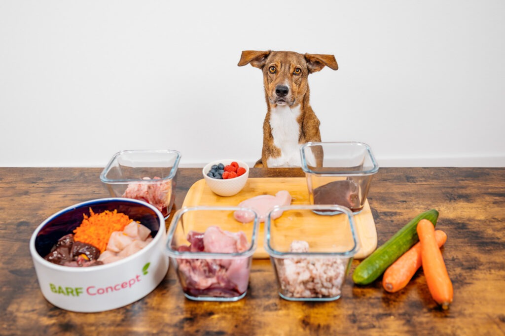 Hund sitzt vor BARF-Ernährung Futterkomponenten, Fleisch, Gemüse, Obst