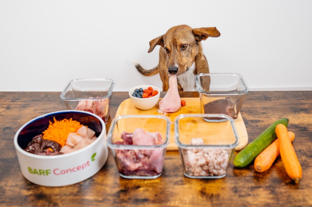 Hund sitzt vor Tisch mit BARF-Hundefutter Komponenten, Fleisch, Obst, Gemüse, Artgerechte Hundeernährung