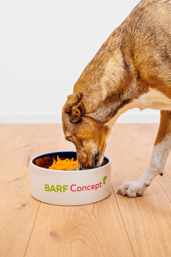 Hund frisst aus BARF-Concept Fleisch und Gemüse artgerechte Ernährung