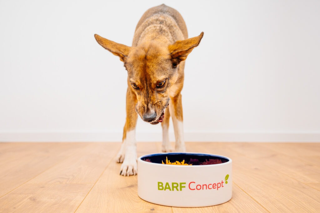 Hund frisst BARF-Futter aus Hundenapf von BARF-Concept