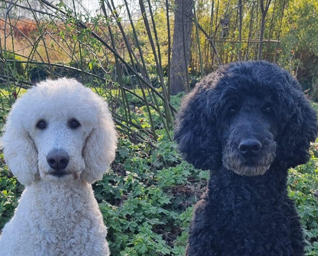 Testimonial BARF-Concept Artgerechte Ernährung für Hunde