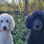 Testimonial BARF-Concept Artgerechte Ernährung für Hunde