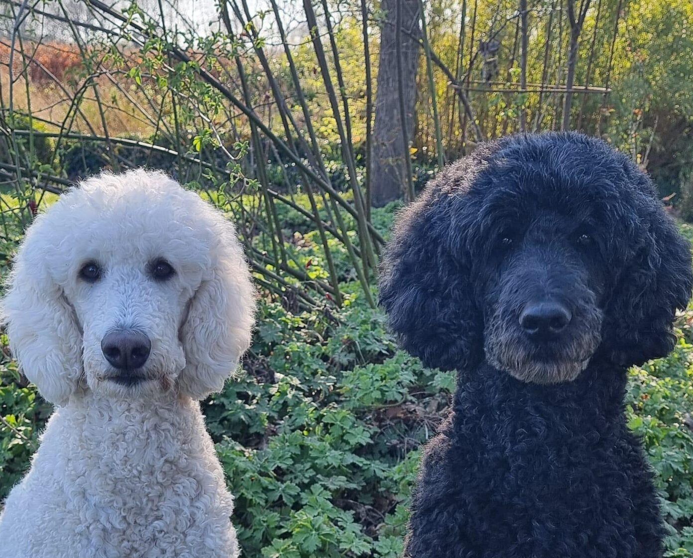 Testimonial BARF-Concept Artgerechte Ernährung für Hunde