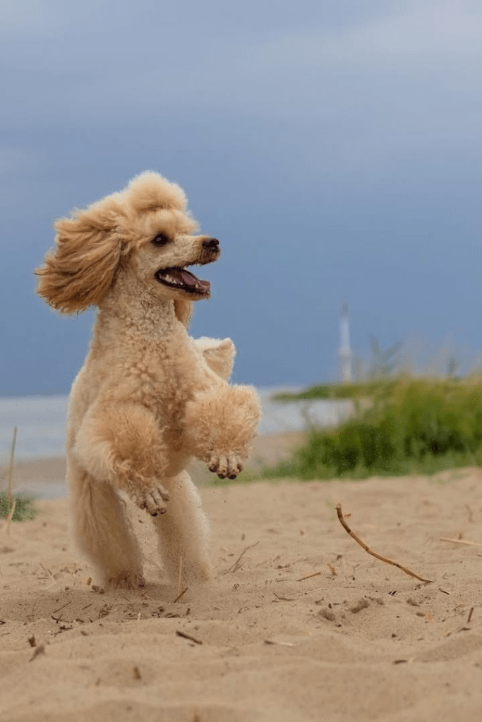 Testimonial BARF-Concept Artgerechte Ernährung für Hunde