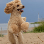 Testimonial BARF-Concept Artgerechte Ernährung für Hunde