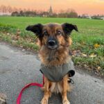 Testimonial BARF-Concept Artgerechte Ernährung für Hunde