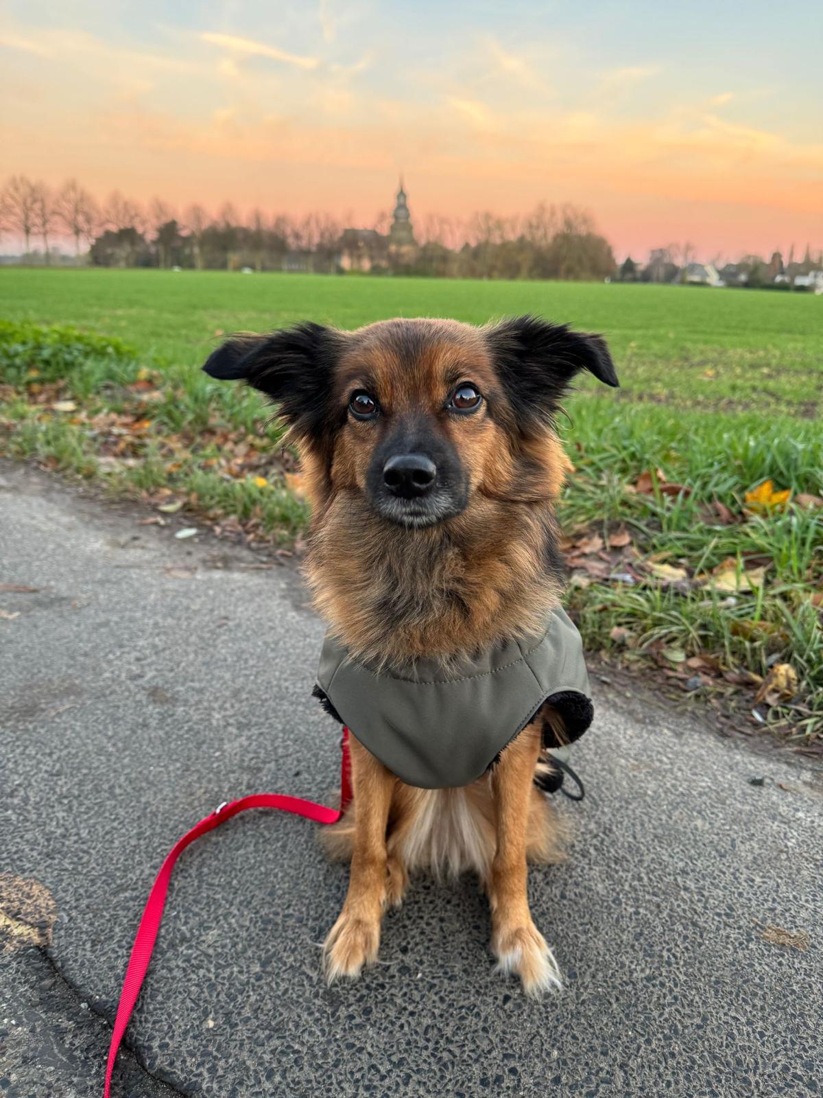Testimonial BARF-Concept Artgerechte Ernährung für Hunde